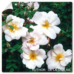 Roseira 'Nevada'